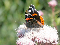 Red Admiral feeding on Hemp Agrimony (Eupatorium cannabinum)